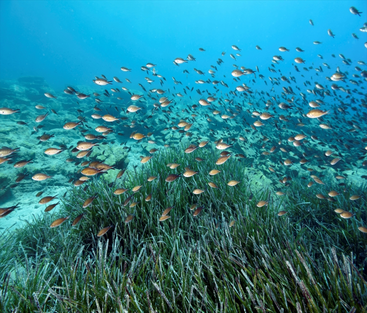 Denizlerin akcigerleri çoklu baski altindaGülseli Kenarli- Akdeniz Koruma Dernegi Yönetim Kurulu Baskani Zafer Kizilkaya:- "Dünyada yapilan arastirmalar dünyada en fazla karbon depolayabilen bitkinin Akdeniz'deki deniz çayiri oldugunu gösteriyor. Yagmur ormanlari 800 gram karbon depolayabilirken deniz çayirlari yagmur ormanlarindan 10 kat daha fazla karbon depolayabiliyor"- "Deniz çayirlarini, hem yukaridan sicaklikla ve kirlilikle; hem de asagidan teknelerin demirleriyle, zincirleriyle inanil